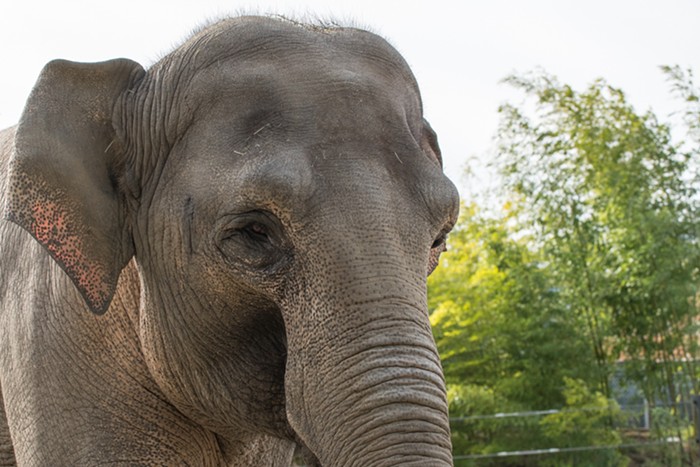 Good Morning, News: Baby Elephants, Fighting Congressman, and THE HOLIDAY GUIDE IS HERE